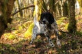 Setter Anglais DEMY DU BIEF JOLI Setter Anglais DEMY DU BIEF JOLI